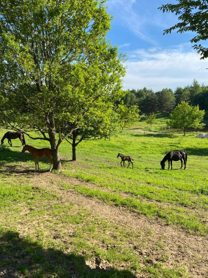 Koziula - Domki I Lesne Spa Na Kaszubach Przywidz  Luaran gambar