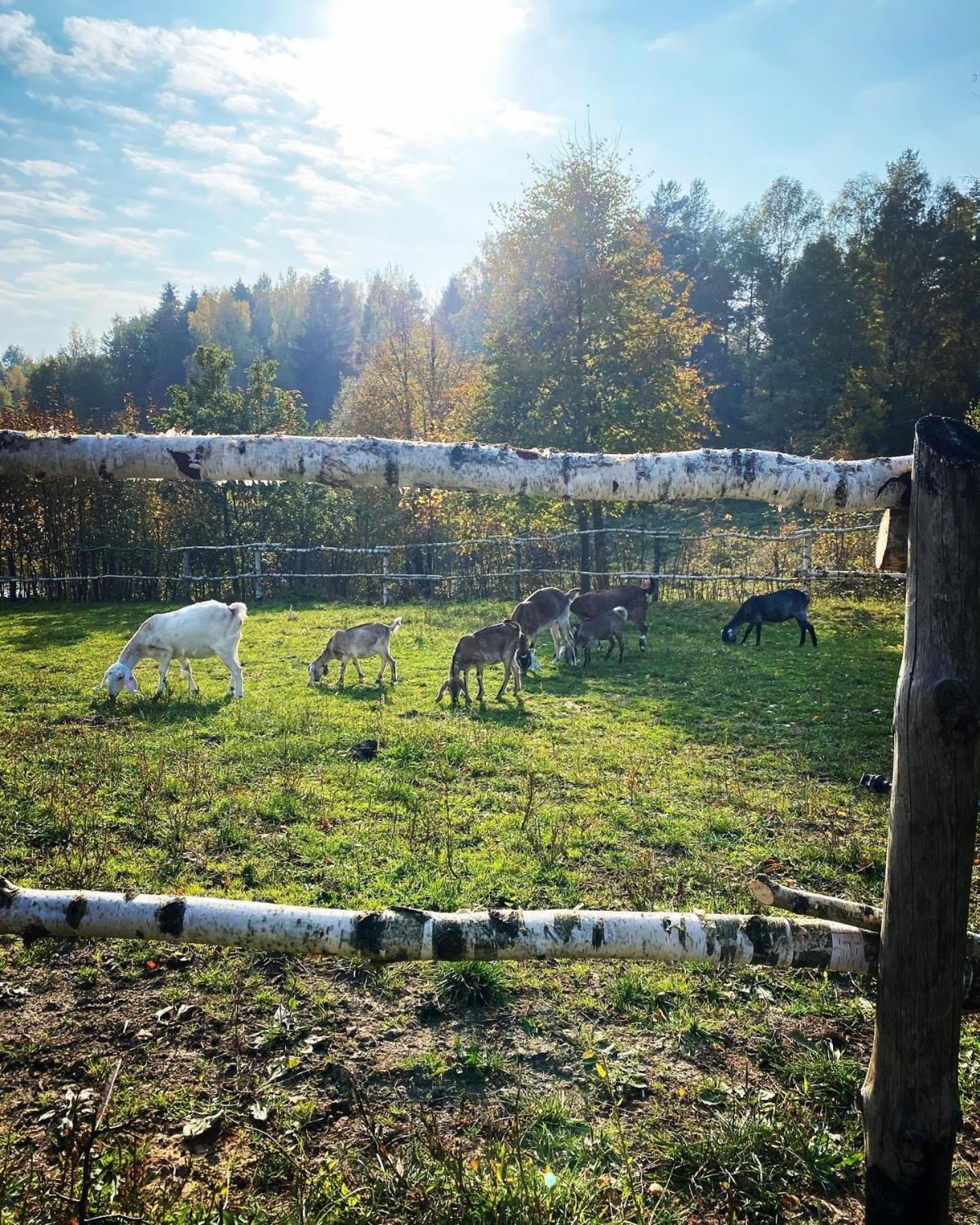Koziula - Domki I Lesne Spa Na Kaszubach Przywidz  Luaran gambar