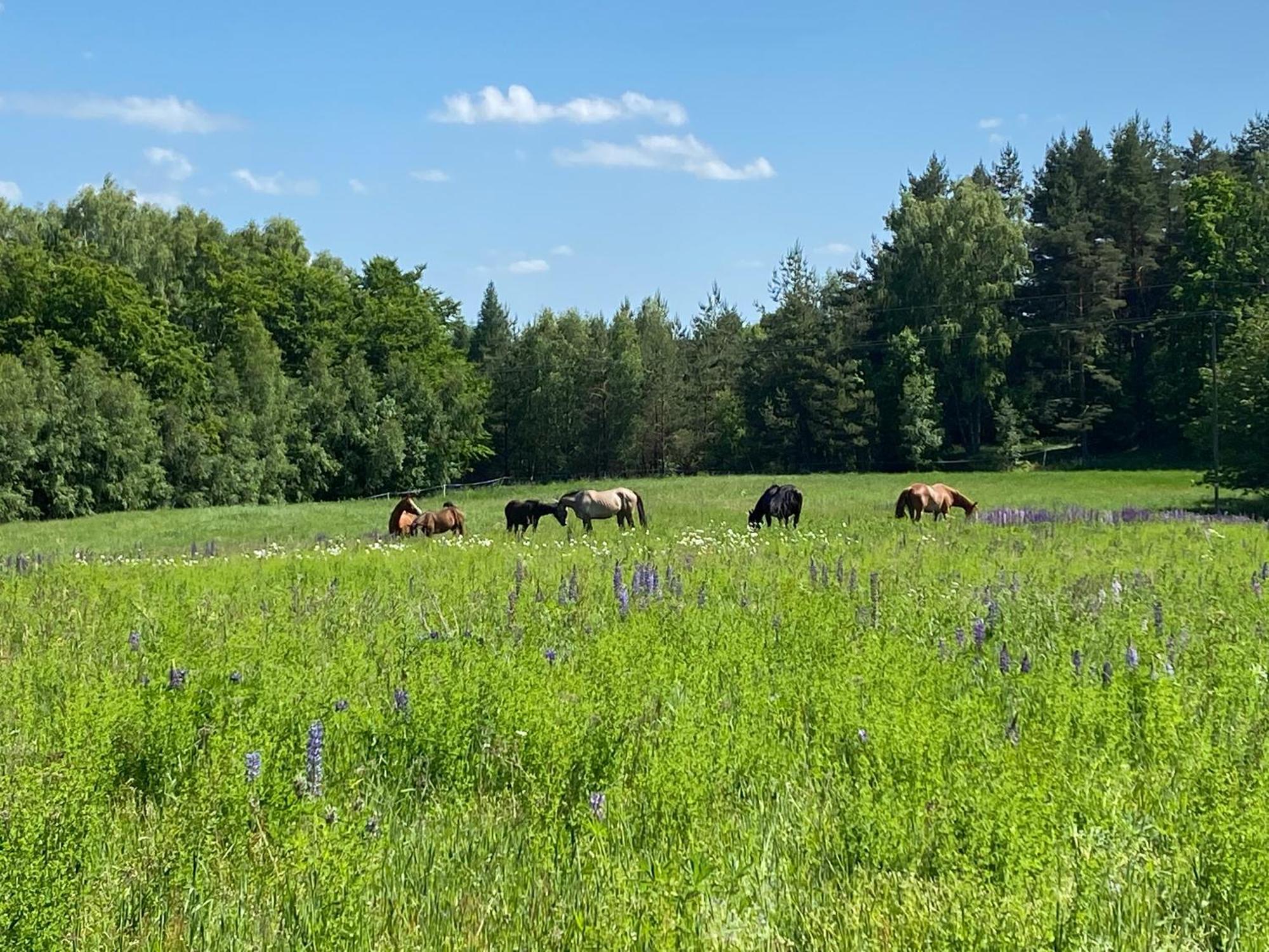 Koziula - Domki I Lesne Spa Na Kaszubach Przywidz  Luaran gambar
