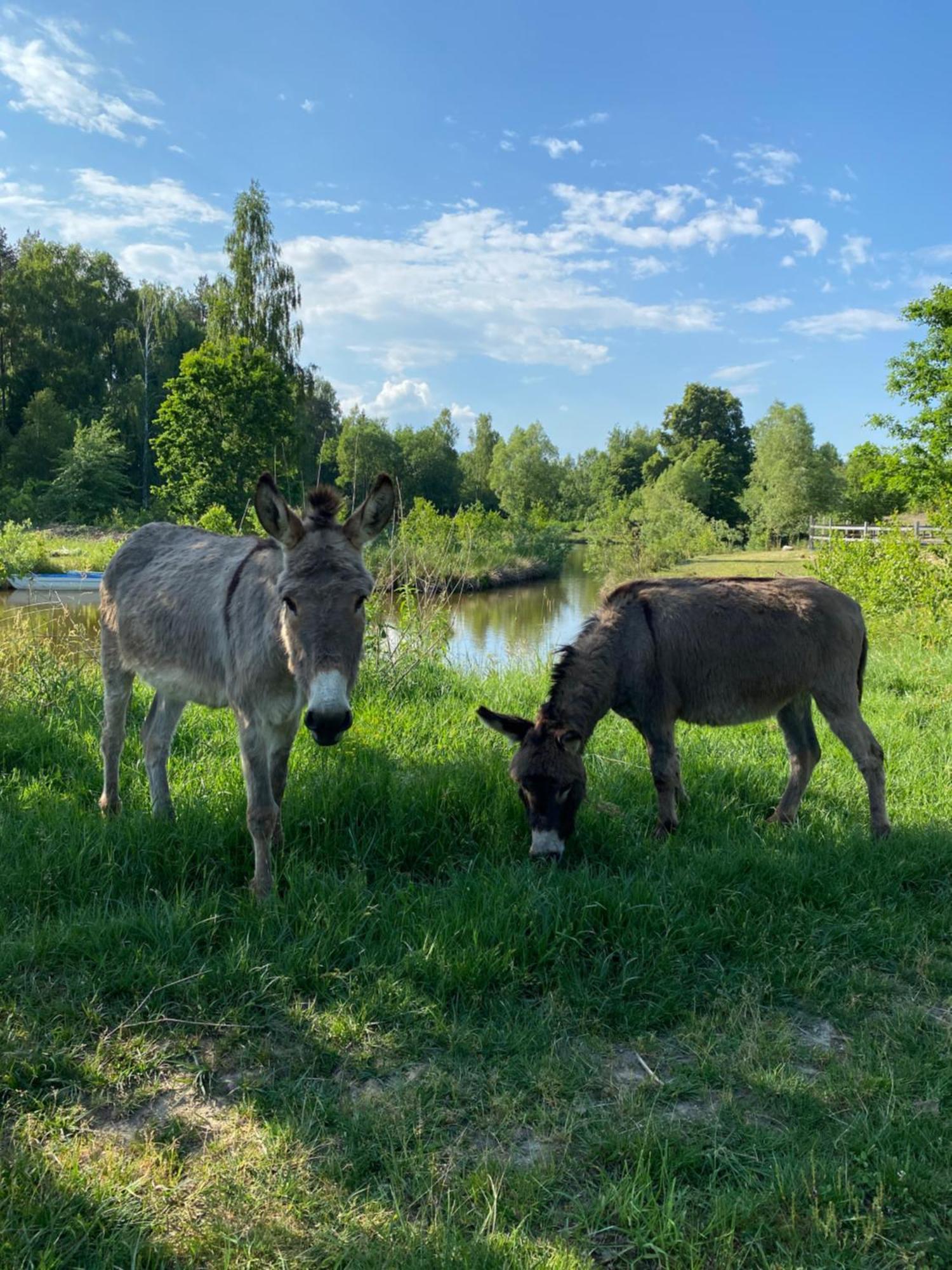 Koziula - Domki I Lesne Spa Na Kaszubach Przywidz  Luaran gambar